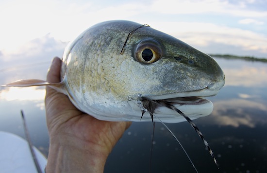 Mosquito Lagoon redfish fishing report