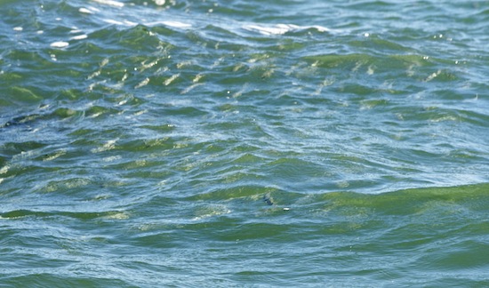 mullet in surf, port canaveral florida