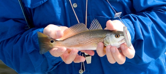 mosquito lagoon redfish report