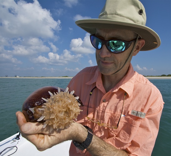 cannonball jellyfish