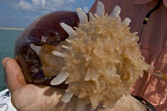 cannonball jellyfish