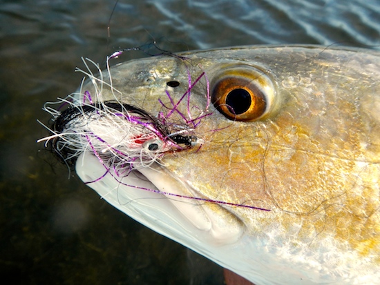 mosquito lagoon redfish