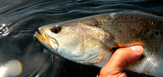 mosquito lagoon seatrout