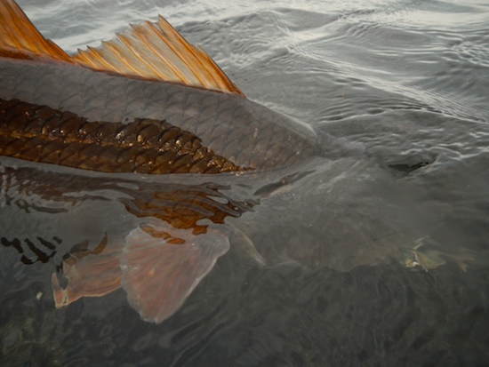 last 2013 mosquito lagoon fishing report