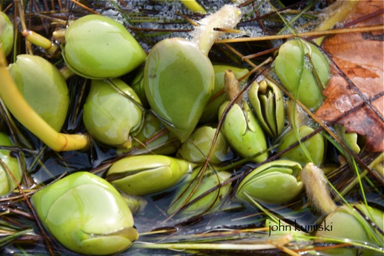 Indian River Lagoon Paddle Adventure