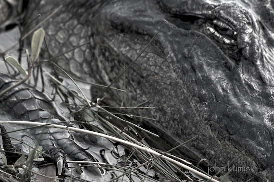 What would a trip to the everglades be without a little alligator action?
