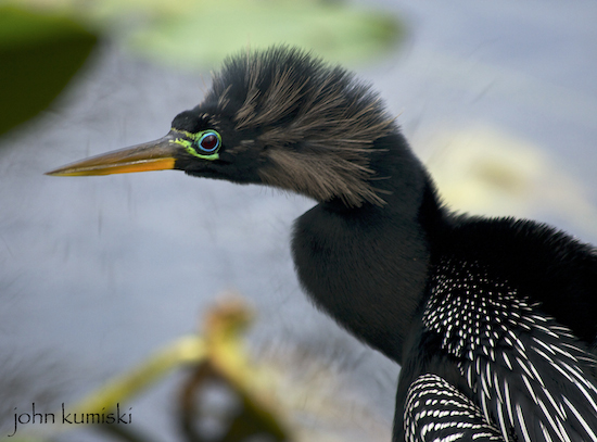 This anhinga looks ready for mating season.