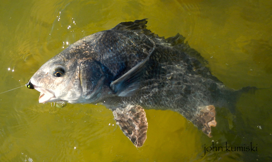 This drum took a redfish worm.