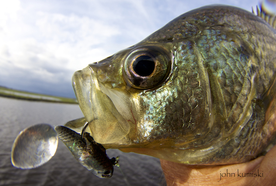 This crappie was fooled by a Creme Spoiler Shad 1.5".