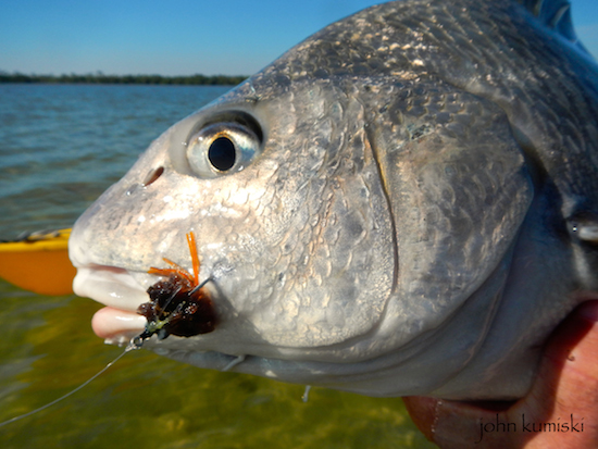 This one, the best fish of the day, fell for a merkin.