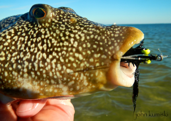 And what fly caster could fail to be thrilled by a trophy puffer fish like this one???