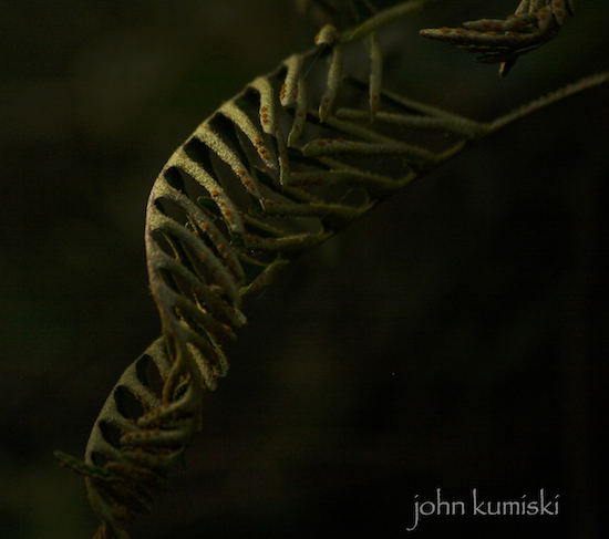 A resurrection fern along Mahogany Hammock.