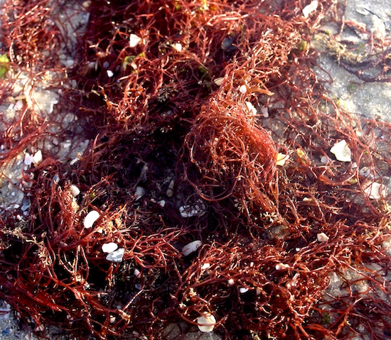 This red algae is growing like crazy now that the grass is all gone.