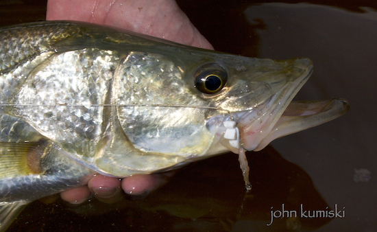 The gurgled is great for snook, not so hot for redfish.
