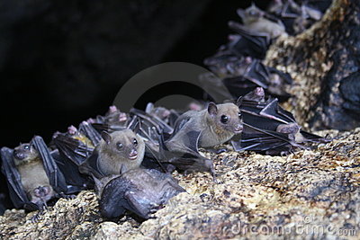 florida bats