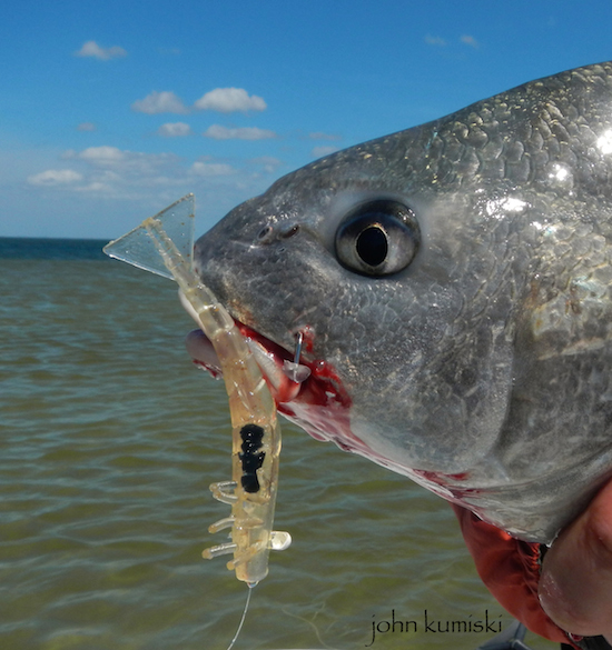 Indian River Lagoon Fishing Report and Photo Essay - the spotted tail