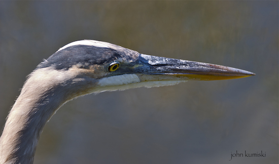 great blue heron