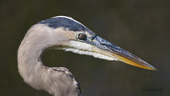 great blue heron