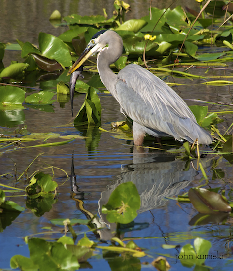 great blue heron