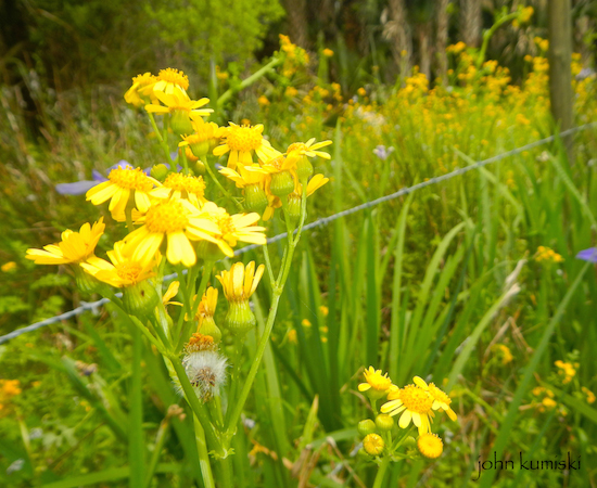 smallwort?