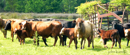 These cows ran in front of me for a quarter mile. It was fun for me!