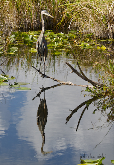 great blue heron