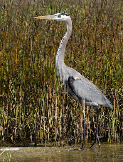 great blue heron