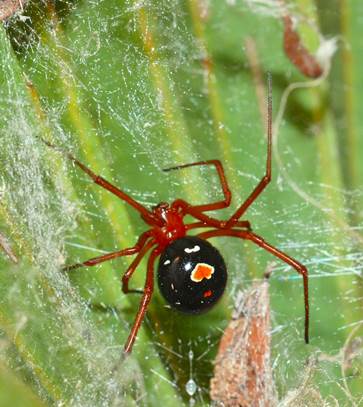red widow spider