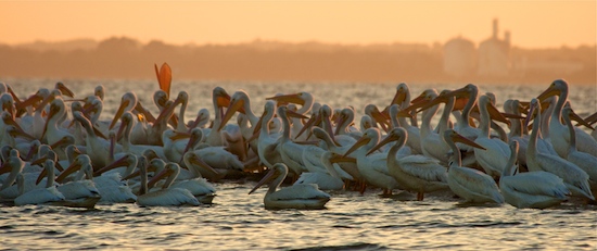 two birds to watch while fishing