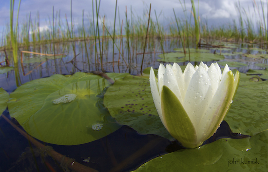 water lily