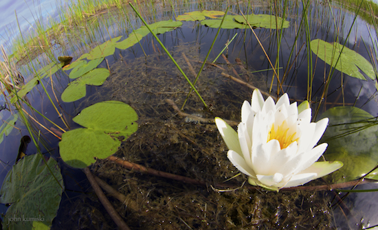 water lily1