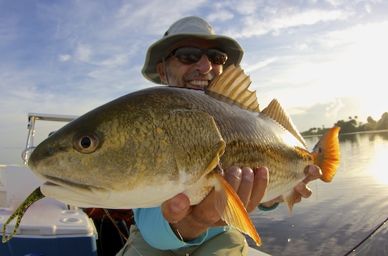 IRL redfish