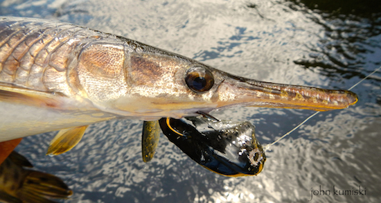 Gar will certainly hit your lures and flies.