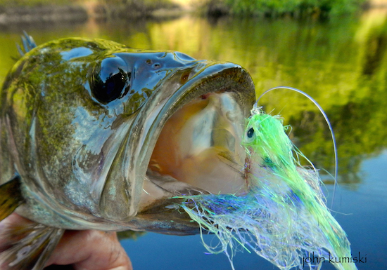 Largemouth bass. Electric Sushi. Any questions?