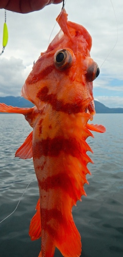 A type of rockfish, beautiful little fish.