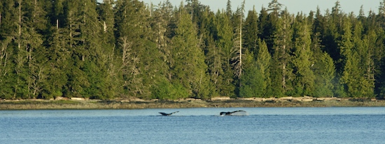 I hope to get better whale photos than this!