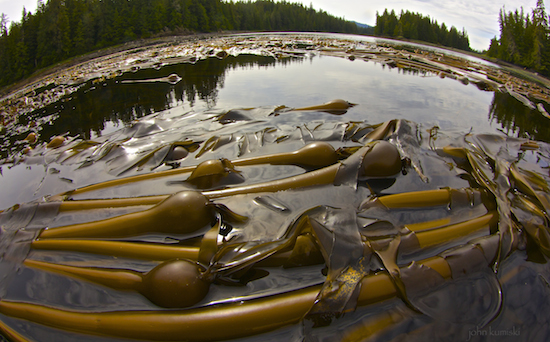 kelp beds near whale pass