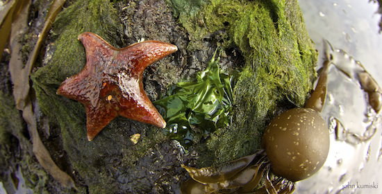 You find a wide variety of sea stars here. This one is pretty straight up, though.