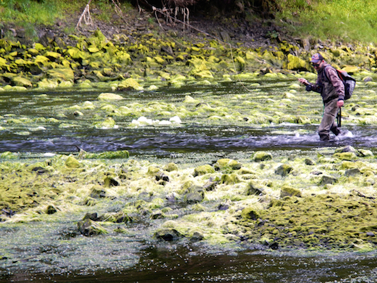 whale pass fishing report