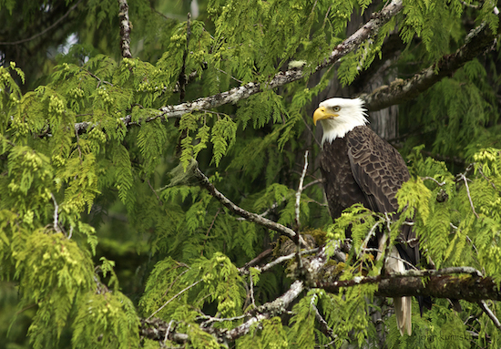 cedar eagle