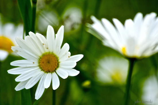 Daisies grow everywhere around here.