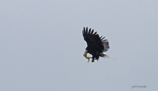 eagle eating