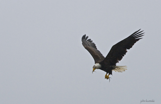 eagle flying