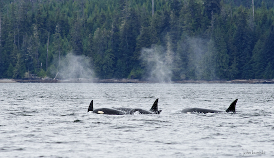 It was a sizable group of orcas.