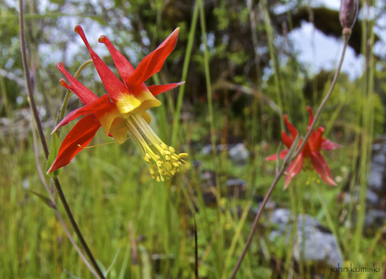 This flower, which I must learn the name of, was on a rock in the lake.