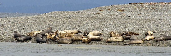 Seals bask on a tiny gravel beach at the Triplets.