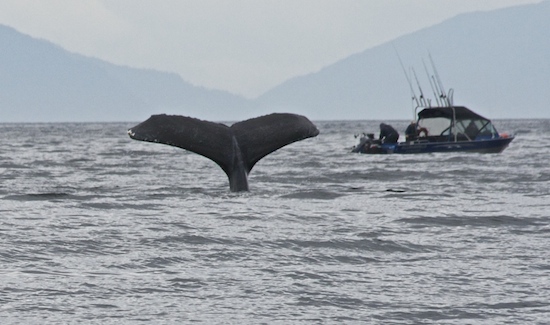 Whales will distract the angler fishing the Triplets.