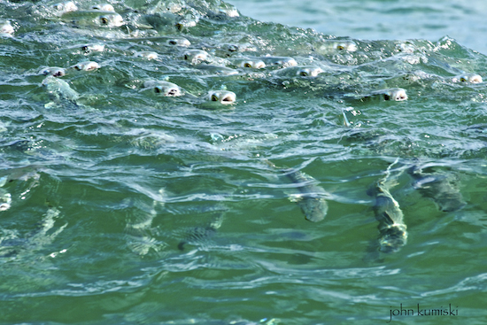 swimming mullet2