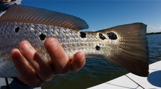 mosquito lagoon fishing report