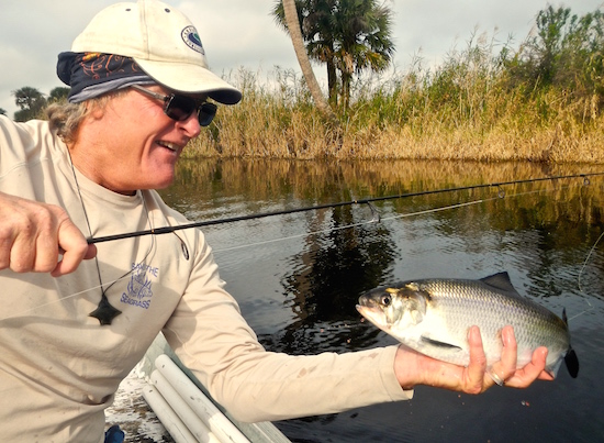 st. johns river shad fishing report